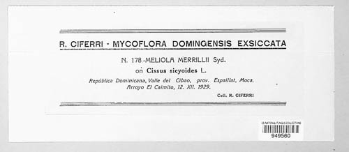 Meliola merrillii image